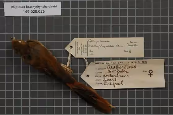 Spesimen museum Rhipidura brachyrhyncha