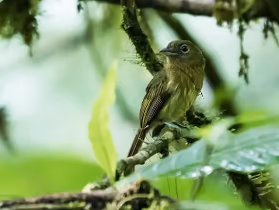 Dokumentasi Rhynchocyclus fulvipectus