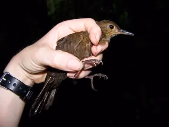 Dokumentasi Sclerurus caudacutus