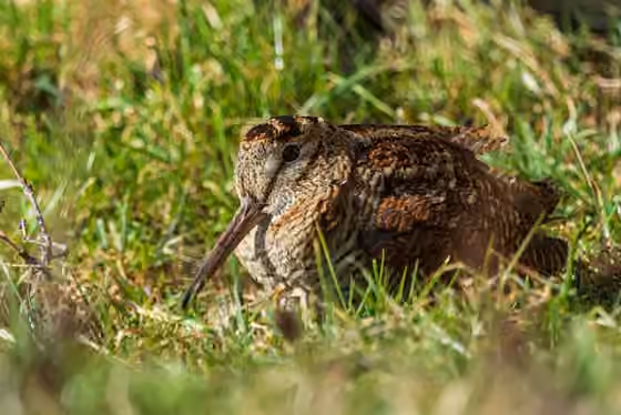 Dokumentasi Scolopax rusticola