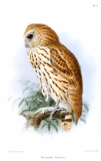 Ilustrasi Scotopelia bouvieri
