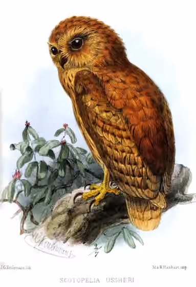 Ilustrasi Scotopelia ussheri