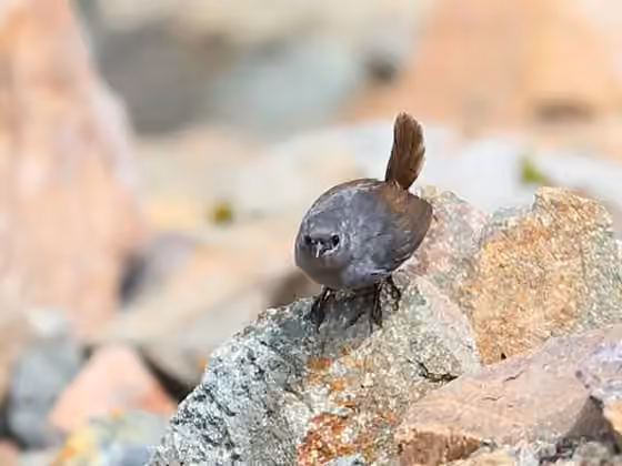 Dokumentasi Scytalopus affinis