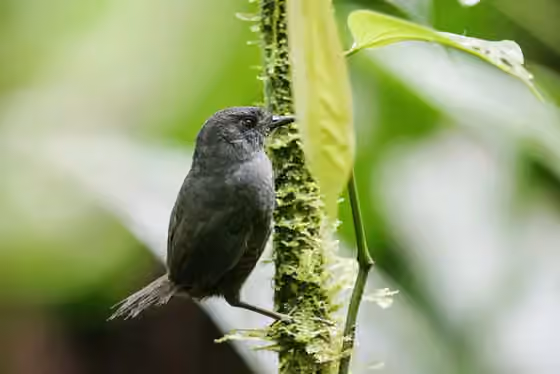 Dokumentasi Scytalopus chocoensis