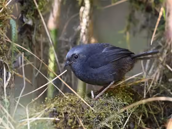 Dokumentasi Scytalopus schulenbergi