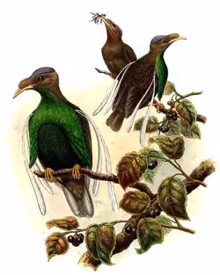 Ilustrasi Semioptera wallacii