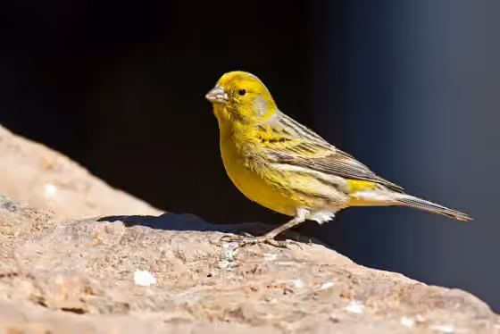 Dokumentasi Serinus canaria