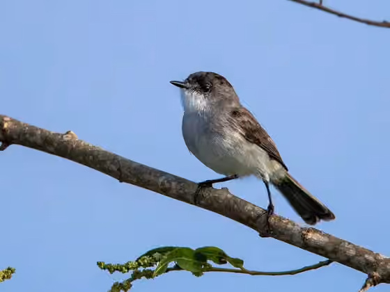 Dokumentasi Serpophaga hypoleuca