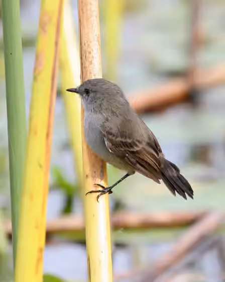 Dokumentasi Serpophaga nigricans