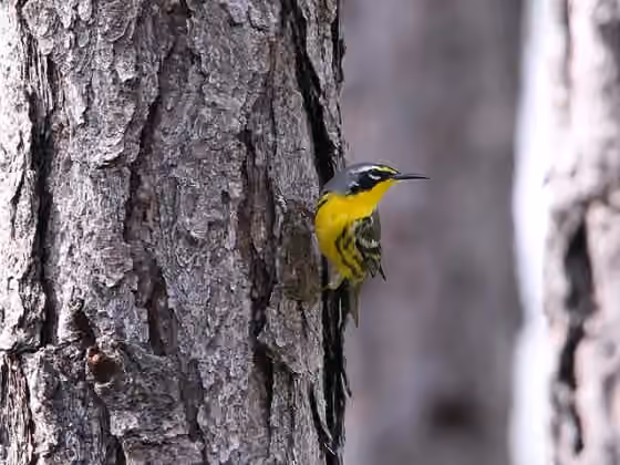 Dokumentasi Setophaga flavescens