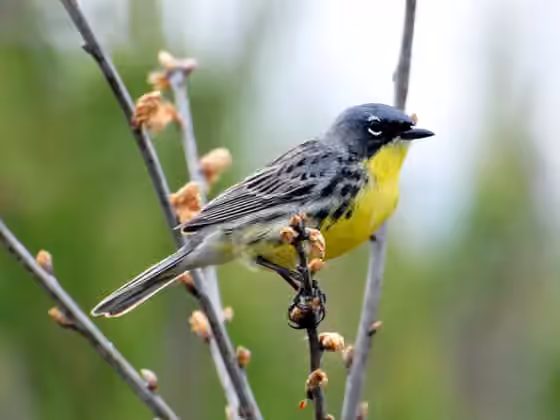 Dokumentasi Setophaga kirtlandii