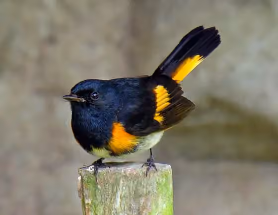 Dokumentasi Setophaga ruticilla
