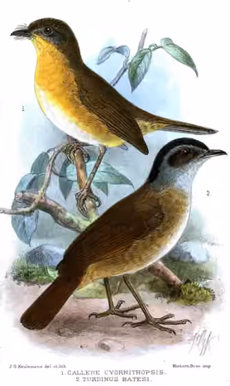 Ilustrasi Sheppardia cyornithopsis pada burung nomor 1 di kiri atas, di samping burung lain berlabel Turdinus batesi.