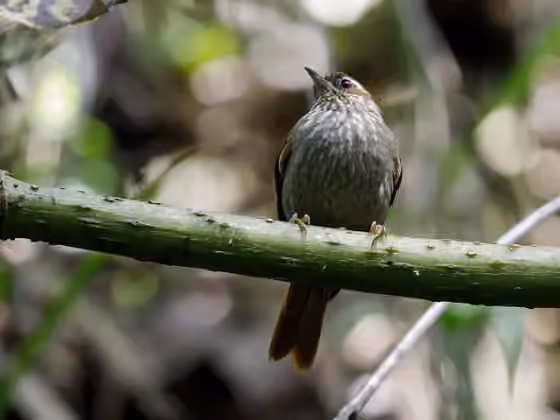 Dokumentasi Siptornis striaticollis
