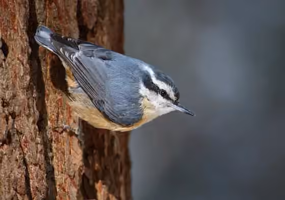 Dokumentasi Sitta canadensis