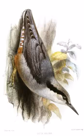 Ilustrasi Sitta magna