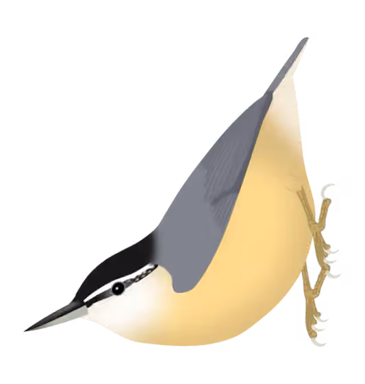Ilustrasi Sitta villosa