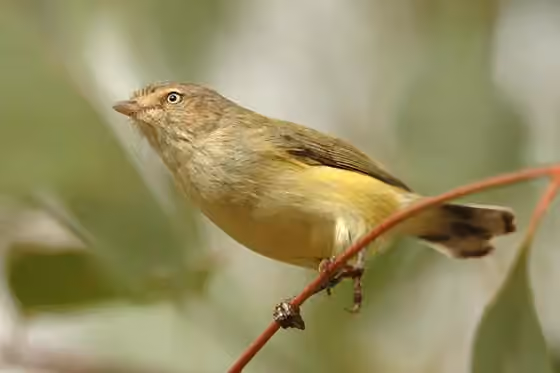 Dokumentasi Smicrornis brevirostris