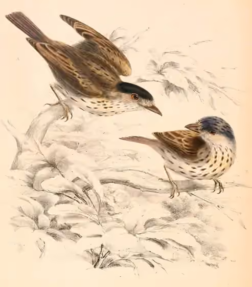 Ilustrasi Smithornis capensis