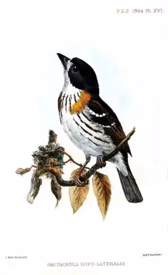 Ilustrasi Smithornis rufolateralis