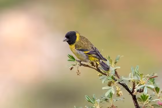 Dokumentasi Spinus crassirostris