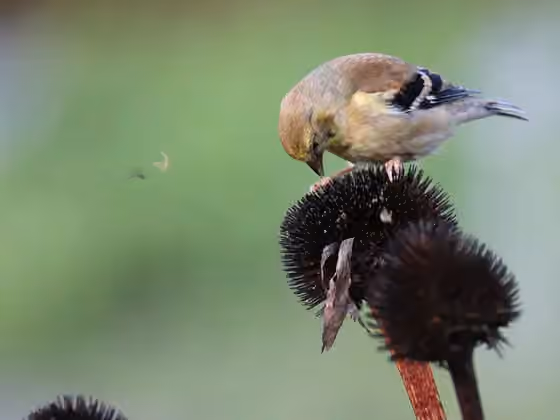 Dokumentasi Spinus tristis