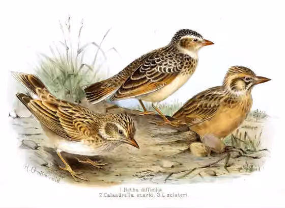 Ilustrasi Spizocorys fringillaris pada burung nomor 1 di atas; dua burung di bawahnya merupakan spesies lain.
