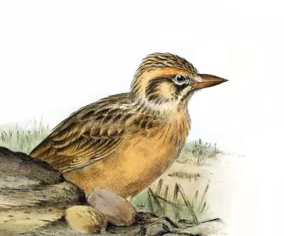 Ilustrasi Spizocorys sclateri