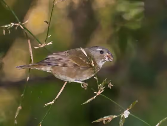 Dokumentasi Sporophila frontalis