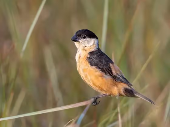 Dokumentasi Sporophila nigrorufa