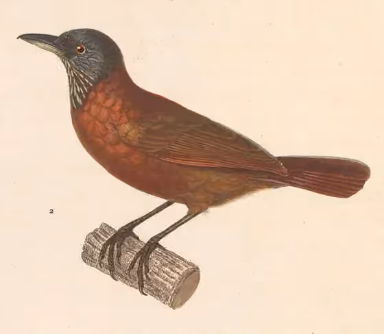 Ilustrasi Stachyris poliocephala