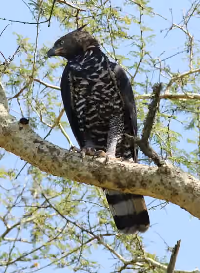 Dokumentasi Stephanoaetus coronatus