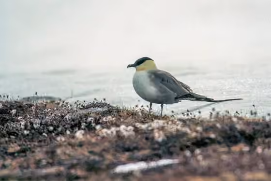 Dokumentasi Stercorarius longicaudus
