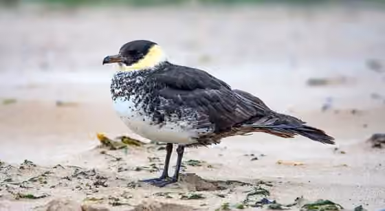 Dokumentasi Stercorarius pomarinus