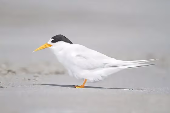 Dokumentasi Sternula nereis
