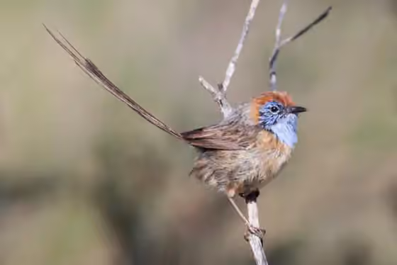 Dokumentasi Stipiturus mallee