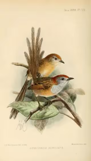 Ilustrasi Stipiturus ruficeps