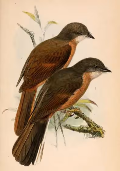 Ilustrasi Stizorhina finschi pada burung nomor 2 di kanan bawah; burung kiri atas merupakan takson lain.