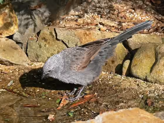 Dokumentasi Struthidea cinerea
