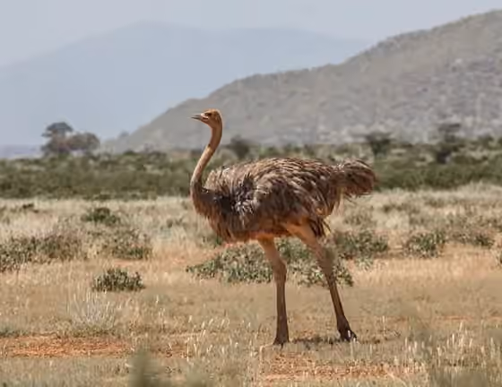 Dokumentasi Struthio molybdophanes