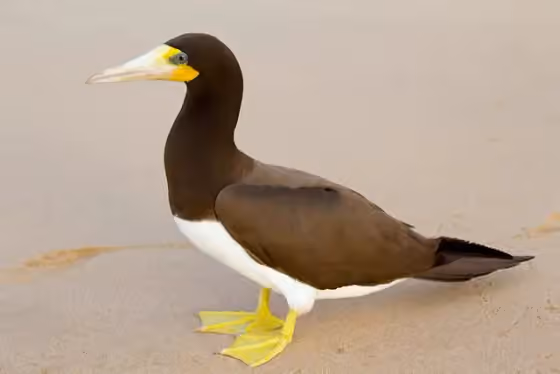 Dokumentasi Sula leucogaster