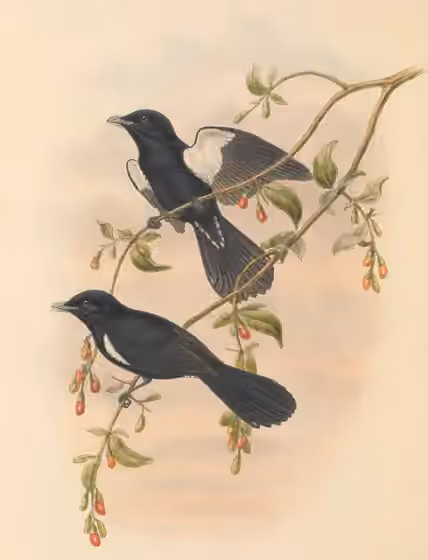 Ilustrasi dokumenter Symposiachrus axillaris pada pelat dengan beberapa figur burung