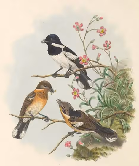 Ilustrasi dokumenter Symposiachrus barbatus pada pelat dengan beberapa figur burung