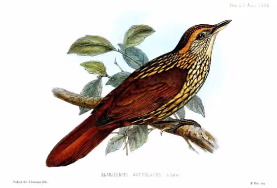 Ilustrasi Syndactyla guttulata