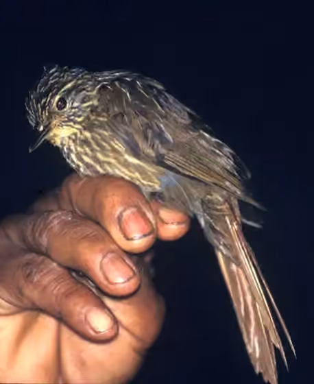 Dokumentasi Syndactyla subalaris