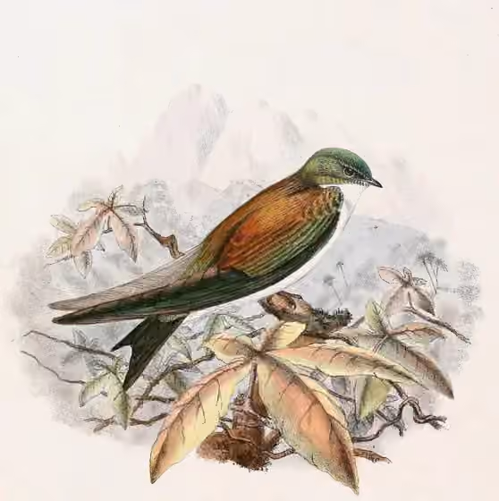Ilustrasi Tachycineta euchrysea