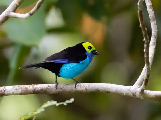 Dokumentasi Tangara chilensis