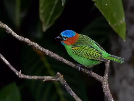 Dokumentasi Tangara cyanocephala