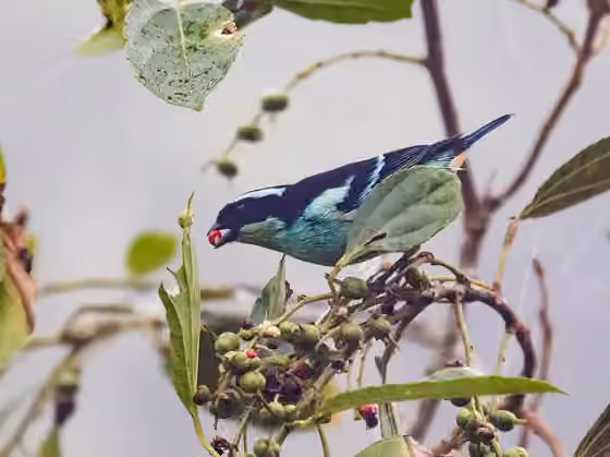 Dokumentasi Tangara cyanotis