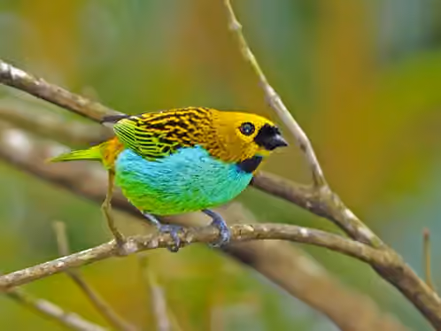 Dokumentasi Tangara cyanoventris